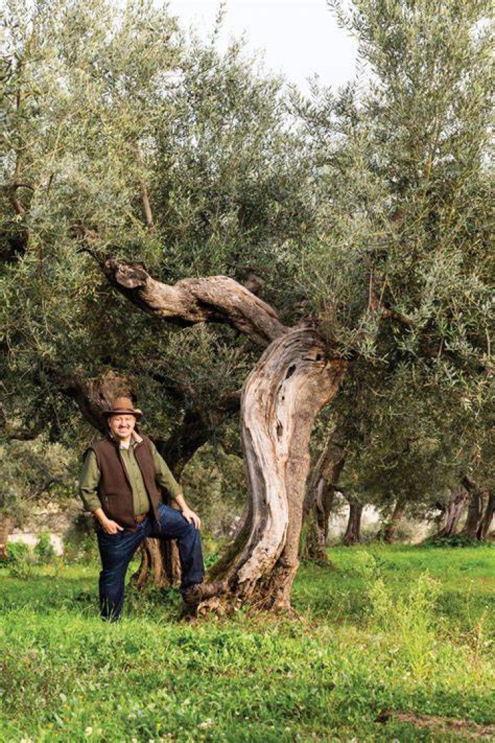 💛Oliver Tree💛 Tree icon, Olive tree, Oliver
