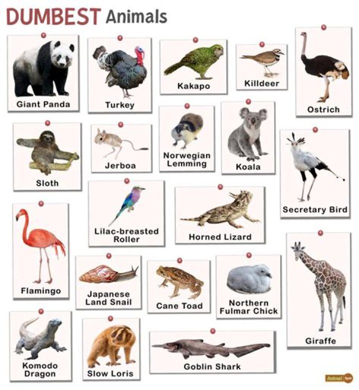 9 Dumbest Animals Ever Dolan Obscure Facts About Life