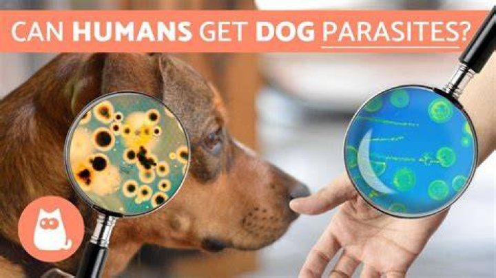 Can Parasites From A Dog Be Transmitted To A Human