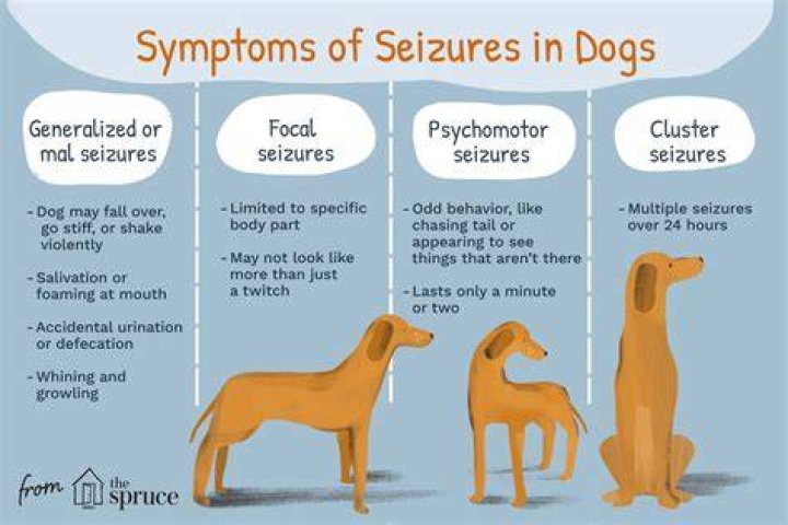 Dog focal seizure YouTube