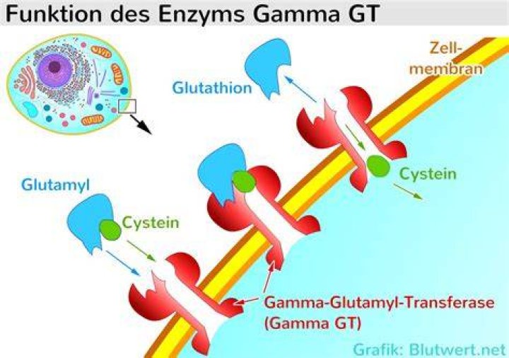 Gamma gt