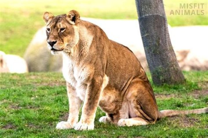 How Much Is A Lion Worth On TikTok? OtakuKart