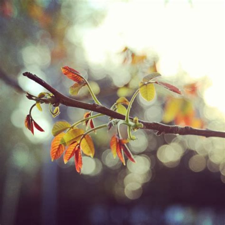 Kelsey Anne Photography Happy Little Branch