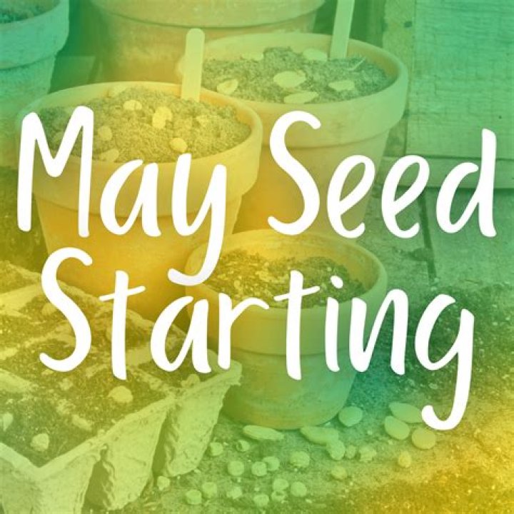 May Seed Макадамия 05