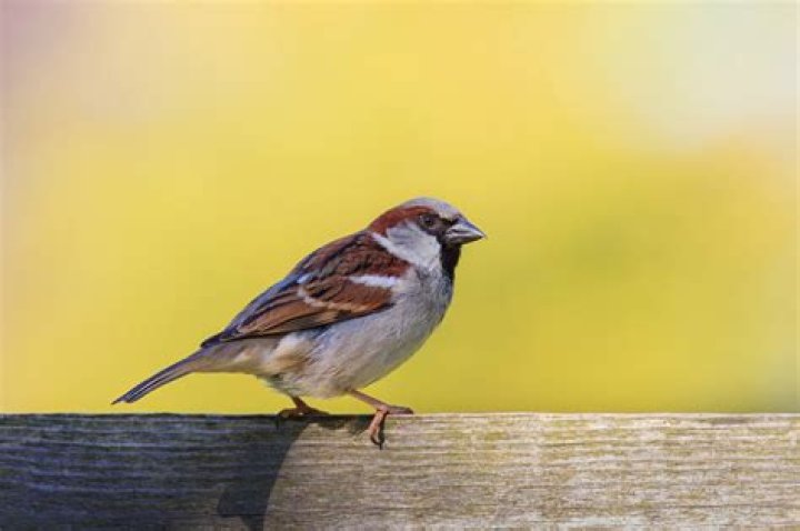 Missed Little Sparrow on &lsquo;Best New Restaurant?&rsquo; Check out the decor