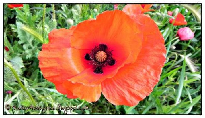 NaturAranjuez Amapola (Papaver rhoeas)