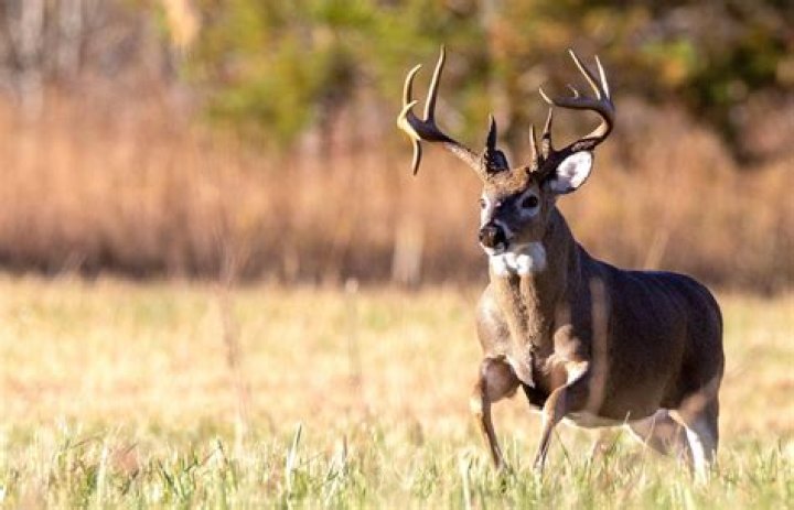 Nugent My Son, the BigBuck Killer