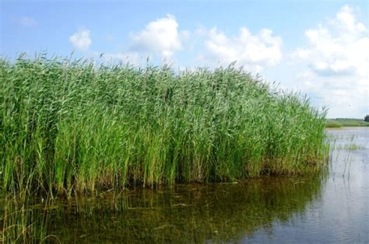 Reed