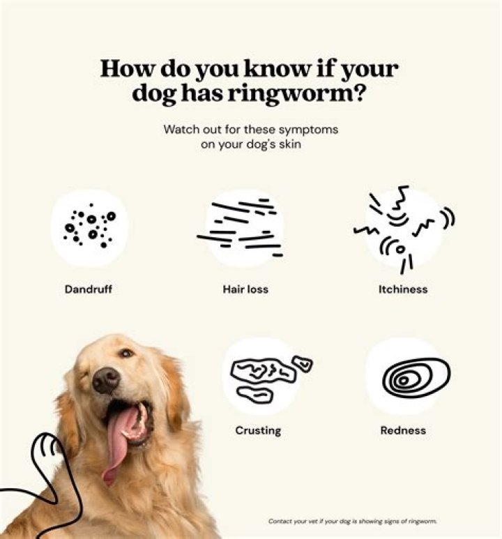 Ringworm in Dogs How to Spot, Treat, and Prevent AZ Animals