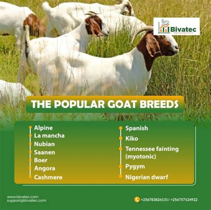 The Goat - Most Popular Songs from Nigeria
