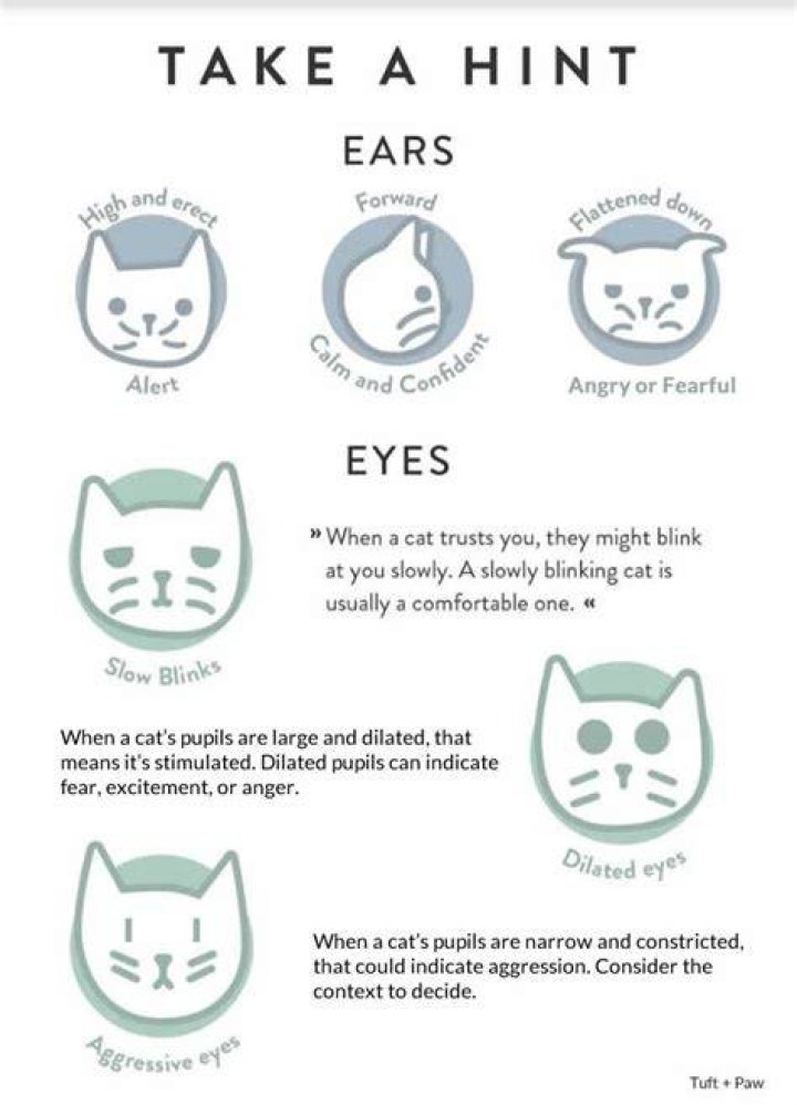 Understand Cat Language Better With These Funny Illustrations Cat