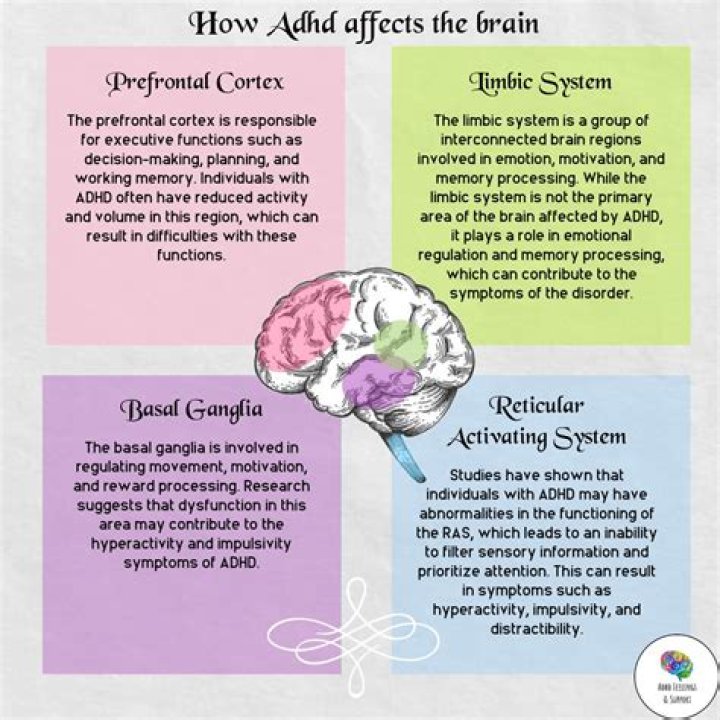 Understanding The ADHD Brain
