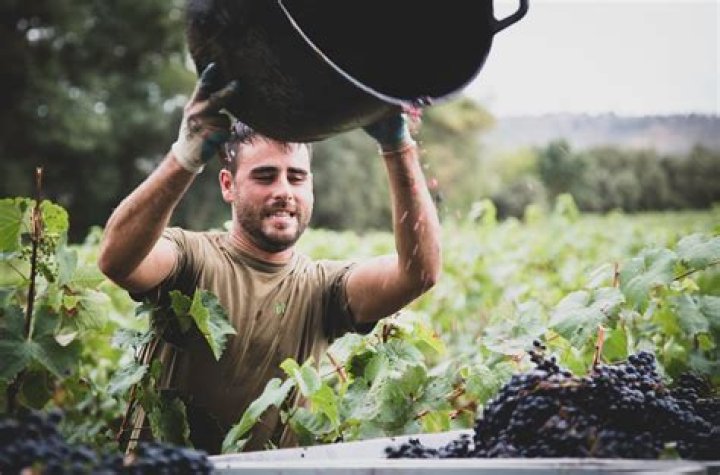 Wine Operator