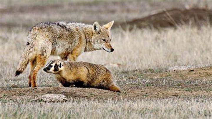 YouTube Personality Coyote Peterson Gets New Show Animal